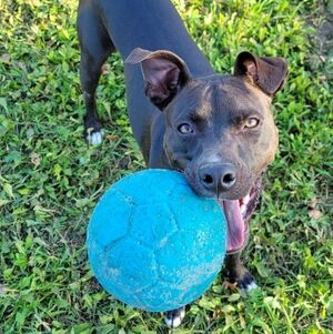 Meet your Posher, Abby